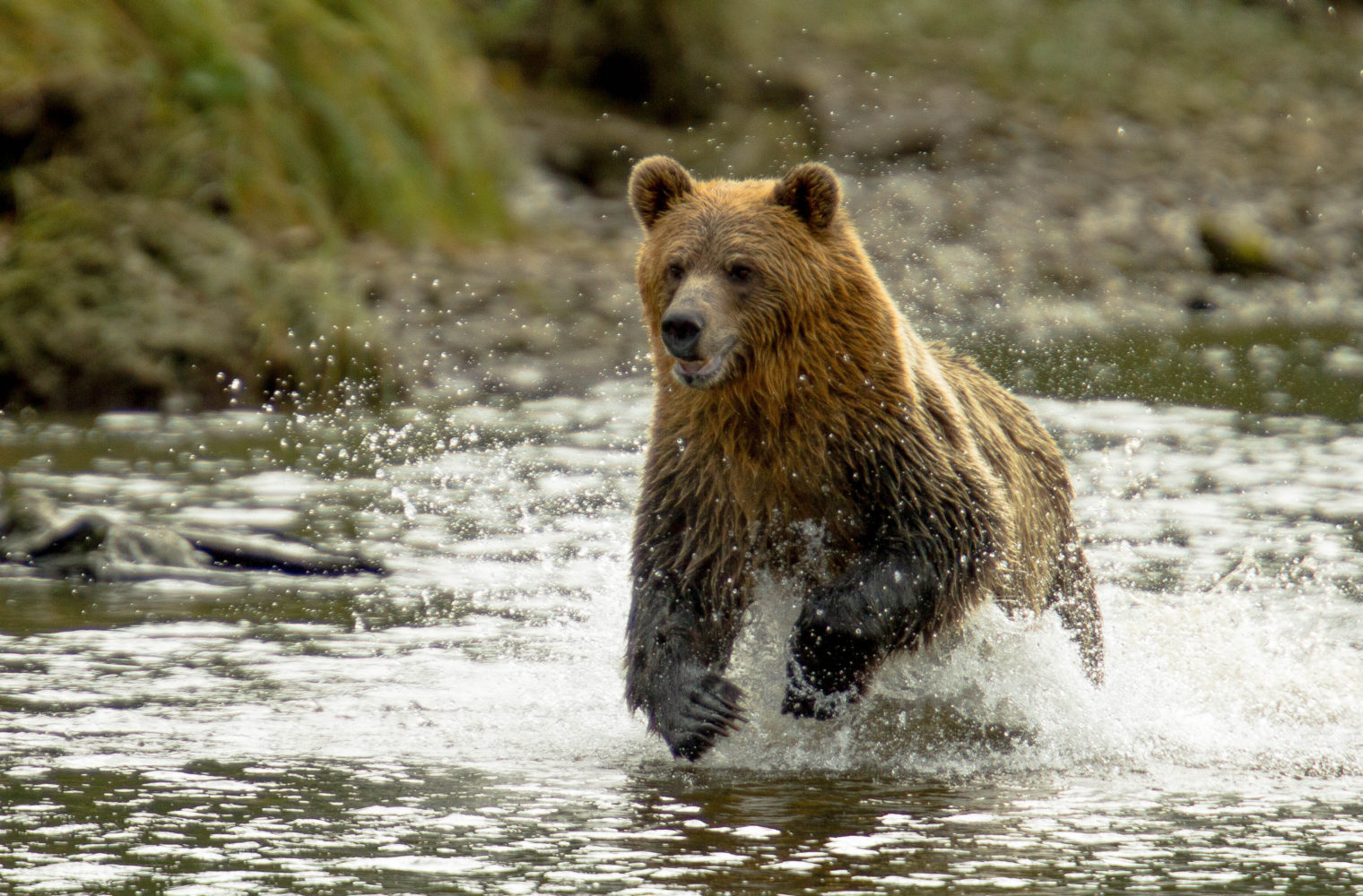 Grizzly-bär Running-knight-inlet-british-columbia-kanada - Reiseblog